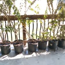 Florida hill nursery specializes in tropical fruit banana tree plants and many subtropical alocasia and colocasia elephant ear live plants. The Best 10 Nurseries Gardening Near East Of Eden In Forest Hill La Yelp