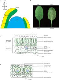 We did not find results for: Frontiers Patterning A Leaf By Establishing Polarities Plant Science