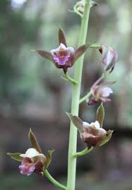 Image result for Eulophia arenicola