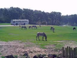 A violent fire raged in the main building of the holiday park of the beekse bergen in hilvarenbeek on wednesday. File Safari Beekse Bergen Inside View Impression Jpg Wikimedia Commons