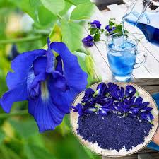 Image result for Clitoria ternatea