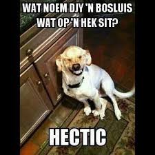 Shit South Africans Say Funny Animals Funny Dogs Funny Animal Pictures