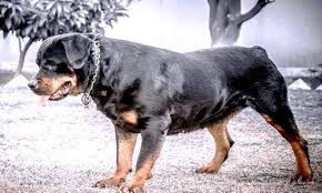 كلاب الحراسة و أفضل 5 أنواع بالصور دليل جودزبلا Guard Dogs Dogs Animals