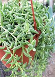 You can decide whether that bloom will thrive in your garden, if those leaves are edible identify and learn to care for house plants. Identifying House Plants Lovetoknow