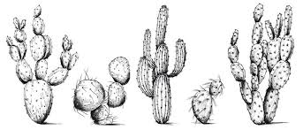 Set coloring hand drawn sketch line art hand drawn design. 11 404 Best Cactus Clipart Images Stock Photos Vectors Adobe Stock