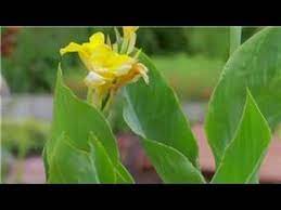 Lilies More How To Care For Canna Lilies Canna Lily Lily Prune