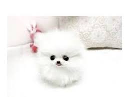 We have raised and exhibited akc champion pomeranian for years. Teddy Bear Face White Pomeranian Puppies Pomeranian Puppy Teacup White Pomeranian Puppies Teacup Pomeranian