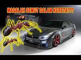 Sekali terkena kapur tu akan menyebabkan lipas ni kehilangan fungsi saraf dalam 4 jam, tak boleh bergerak dan akhirnya mati setelah 10 jam. Masalah Semut Banyak Dalam Kereta Youtube