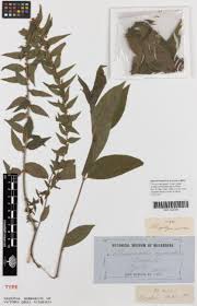 Image result for Pouzolzia guineensis