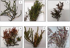 Image result for Halosarcia