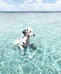 Excelente Gratis Perros Y Gatos Dibujos Popular In 2020 Cute Animals Cute Dogs And Puppies Cute Dogs