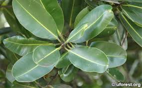 Image result for Calophyllum
