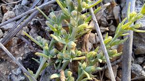 Image result for Thesium nigricans