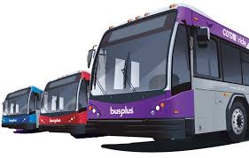 Image result for Bussea