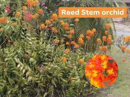 Image result for Vigna radicans