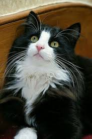 This Is The Stare I Get When My Cat Steals My Seat What Are You Going To Do Ab Cute Cats Pretty Cats Beautiful Cats