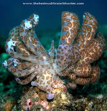 Image result for Phylohydrax