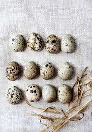 Kara Rosenlund Weekend In Pictures Spring Birds Kara Rosenlund Bird Eggs