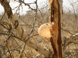Planting a tree is an act of faith in the future, and oak trees live longer than almost any other tree. The Role Of Acacia Gum In The Food Industry Today