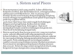 Makalah materi sistem saraf pada manusia yang meliputi gambar sistem saraf, sistem syaraf pusat, fungsi sistem saraf, fungsi akson dan fungsi neuron. Sistem Saraf Pada Hewan Vertebrata Ppt Download