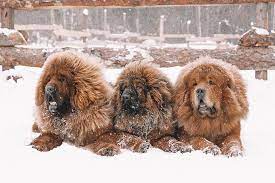 If you are looking for a smart and loyal dog that will be your companion for life, look no further than the tibetan mastiff. Tibetan Mastiff Dog Breed Information