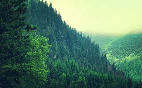 Pine Forest Wallpaper Forest Wallpaper Forest Background Background Images