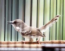 Download lagu mp3 & video: Suara Burung Ciblek Ngebren Mp3 Id Lif Co Id