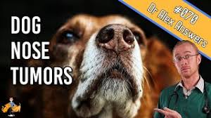 Cancer affects dogs in the same way that it affects humans: Dog Nose Cancer Symptoms Treatment Life Expectancy Dog Health Vet Advice Youtube