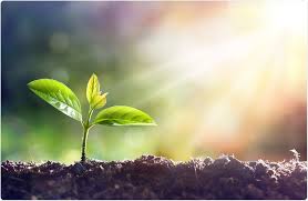 Maybe you would like to learn more about one of these? Biologists Unravel Tangled Mystery Of Plant Cell Growth
