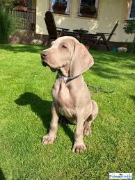 Image result for výmarský dlouhosrstý ohař