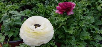 Oamenii din tara noastra sunt din ce in ce mai preocupati de calitatea alimentelor pe care le consuma. Biosolaris Producator Plante Si Flori La Ghiveci Anuale Si Perene