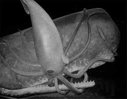 I'm really proud to be an ambassador for kraken sports and their products. Scielo Brasil The Kraken When Myth Encounters Science The Kraken When Myth Encounters Science