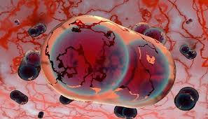 A cancer vaccine consisting of a proprietary, recombinant modified vaccinia ankara (mva) viral vector encoding an epitope of human epidermal growth factor receptor 2 (her2) with potential antineoplastic. Usamriid Bavarian Nordic Smallpox Vaccine Phase 3 Study Global Biodefense