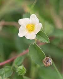 Image result for Sida ovata