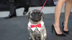 Find opening hours and closing hours from the pet adoption category in san diego, ca and other contact details such as address, phone number, website. Fundraising Promotions Educational Activities San Diego Humane Society