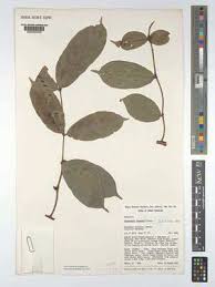 Image result for Cremaspora