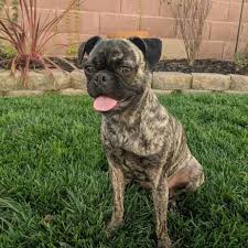 Being a cross between the pug and boston terrier, your bugg dog is cute, fun and adorable. Pug Boston Terrier Mix Facts
