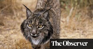 Lynx chats with mix engineer jon castelli. Saving The Missing Iberian Lynx Conservation The Guardian