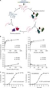 rna inhibitors of nuclear proteins responsible for multiple