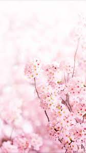 Paris Peony Photograph Peony Season In Paris Large Wall Art Travel Photography Floral French Home Decor Cherry Blossom Wallpaper Spring Wallpaper Flower Phone Wallpaper