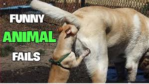 Funny animal fails | 2016 animal compilation from failarmy. Funny Animal Fails Funny