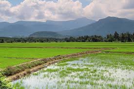 Yuk, kita simak bersama cerita mengenai kampung tersebut! Gambar Pemandangan Kampung Yang Indah Apa Lagi Tempat Best Kat Sana Yang Aku Belum Pergi Ya Tanah Tinggi Cameron Adalah Antara Pemandangan Gambar Bepergian