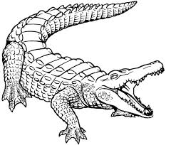 Crocodile Coloring Pages Images Crocodile Illustration Animal Coloring Pages Coloring Pages For Kids