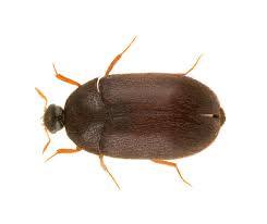 carpet beetle identification, habits