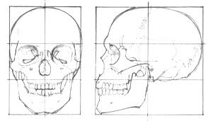 Ref Anatomy Skull Drawing Skull Drawing Sketches Skulls Drawing