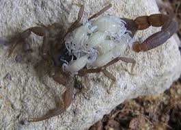 مردخوار ‎ mardykhor) is a persian legendary creature similar to the egyptian sphinx that proliferated in western european medieval art as well. Scorpions In Magic Spooky Hollow Amino