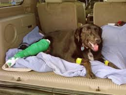 Find an affordable veterinarian near you now. Advanced Care Pet Hospital St Cloud Mn Vet Animal Clinic Mn Vet 320 257 0911