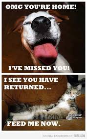 Not Found Cat Vs Dog Funny Animals Cute Animals