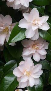 Pin On Mixed Shrub Planting