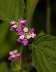 Image result for Lantana angolensis